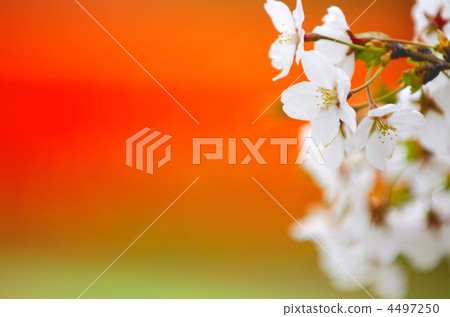 Cherry Blossoms Cherry Blossoms 4497250