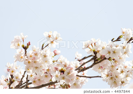 Cherry Blossoms Cherry Blossoms 4497844