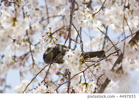Cherry blossoms and bulbul Cherry blossoms and bulbul 4497855