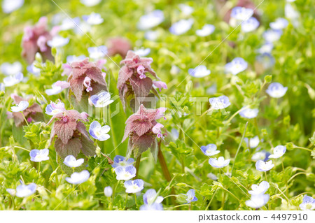 Princess Dancing 4497910