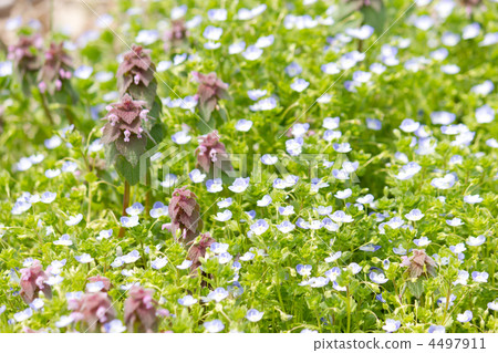 公主舞蹈 4497911