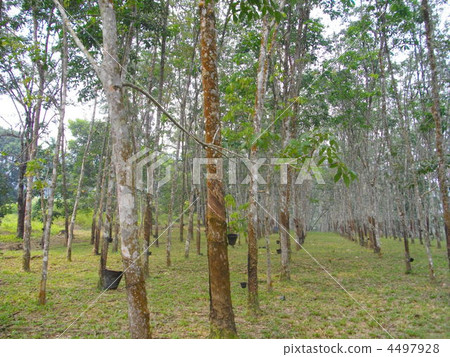 gum tree, industrial, malaysia 4497928