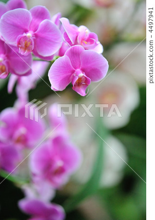 Orchid flower 4497941