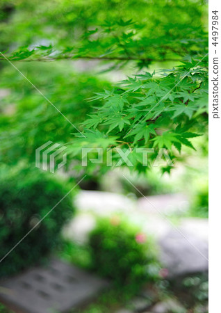 Green maple Green maple 4497984