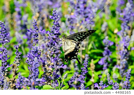 藍色salvia和swallowtail蝴蝶 藍色salvia和swallowtail蝴蝶 4498165