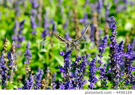 Blue salvia and swallowtail butterfly Blue salvia and swallowtail butterfly 4498189