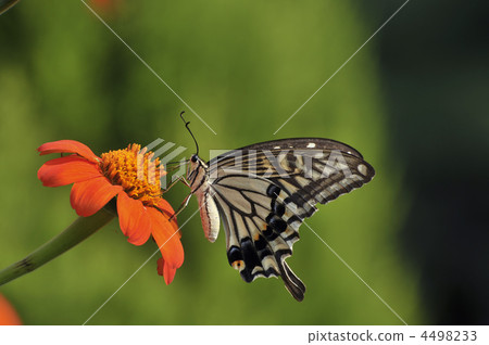 Lumbar butterfly 4498233