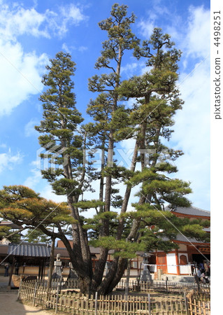 Nine pine cones of Daiji Temple 4498251
