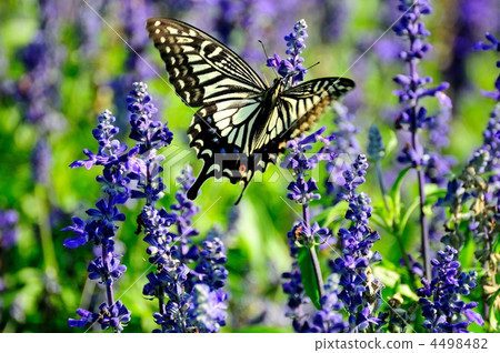 Blue salvia and swallowtail butterfly Blue salvia and swallowtail butterfly 4498482