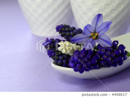 春天桌花 4498617