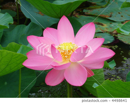 埼玉Gyoda古蓮花蓮花 4498641