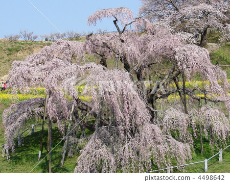 Taki cherry tree of Fukushima Miharu 4498642