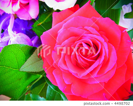 一朵紅玫瑰 4498702