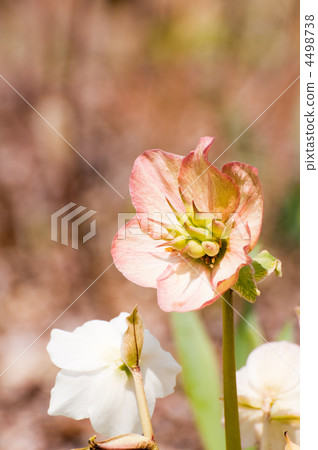 聖誕節玫瑰 4498738