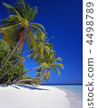 Seas and palms 4498789