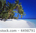 Seas and palms 4498791