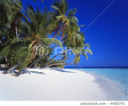 Seas and palms 4498791