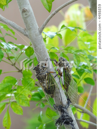 半面對面 4498859