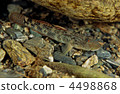 shima rhinogobius, freshwater fish, fish 4498868