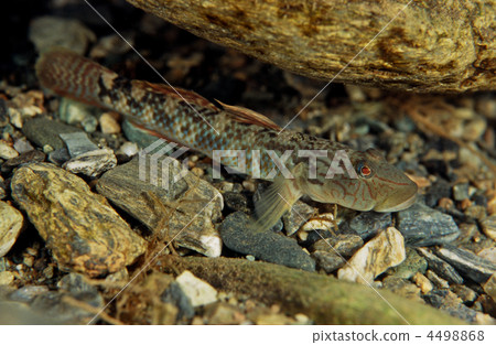 shima rhinogobius, freshwater fish, fish 4498868