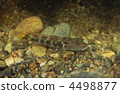 goby, freshwater fish, fish 4498877