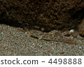 river rhinogobius, fish, freshwater fish 4498888