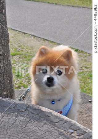 波美拉尼亞 4498962