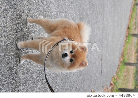 波美拉尼亞 4498964