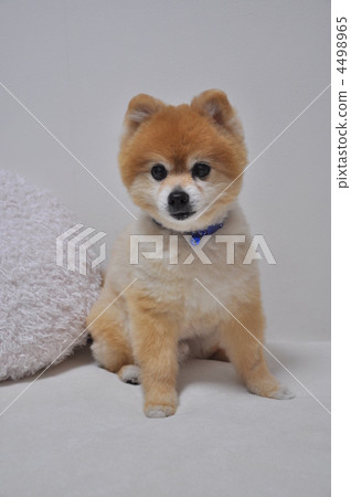 波美拉尼亞 4498965