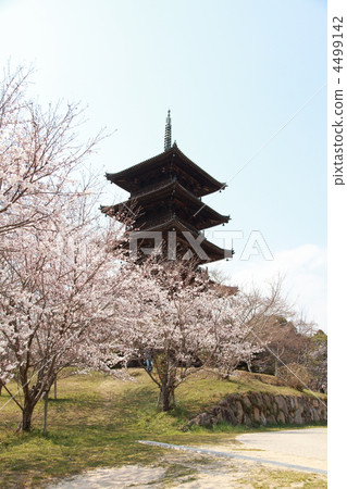 國分寺,國家指定的重要文化財產 國分寺,國家指定的重要文化財產 4499142