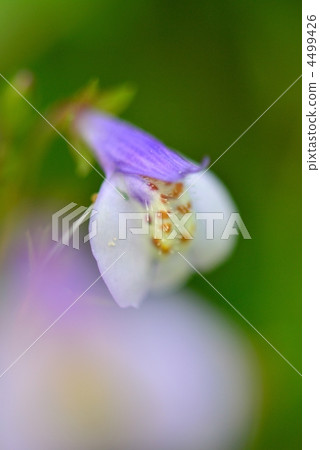 mazus pumilus, tokiwa explosion, bloom 4499426