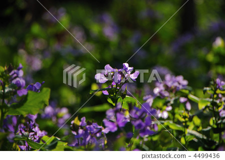 winter gilliflower, hesperis matronalis, radish flowers 4499436