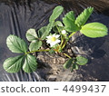 Strawberry seedlings 4499437