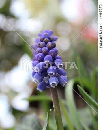 blueberry blueberry 4499473