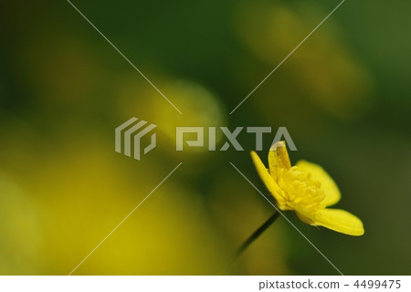 buttercup, buttercups, ranunculus japonicus 4499475