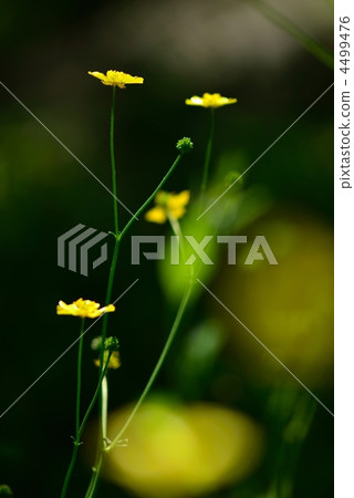 buttercup, buttercups, bloom 4499476
