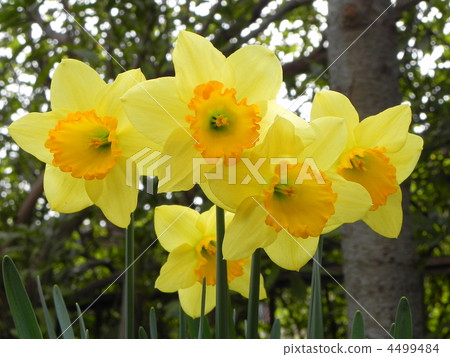 Narcissus 4499484