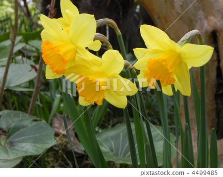 Narcissus 4499485
