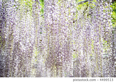 Fuji Close-up Fuji Close-up 4499513