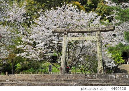 Torii and cherry blossoms 4499528