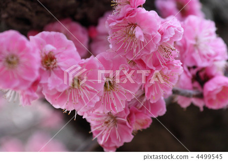 plum, japanese apricot flower, an ume flower