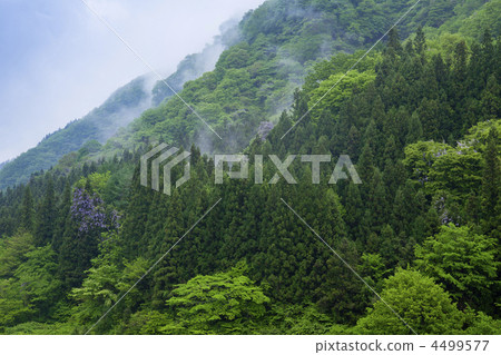 森林 樹林 中之條 4499577