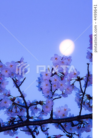 Cherry blossoms at night 4499641