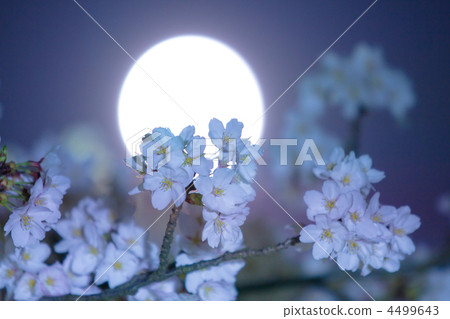 Cherry blossoms at night 4499643