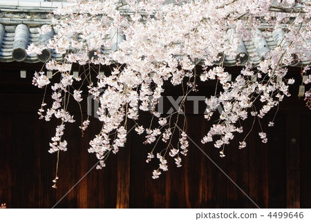 Dead brown cherry tree 4499646