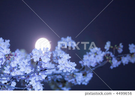 夜晚的櫻花 夜晚的櫻花 4499656