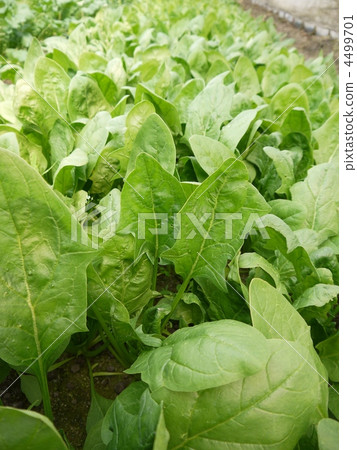 Spinach Spinach 4499701