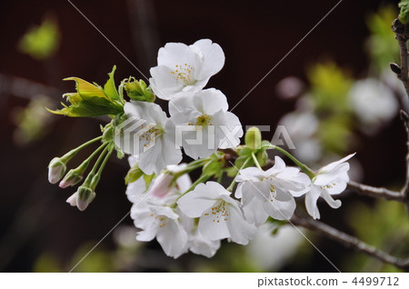 Sakura "Sayaka Saki" 4499712