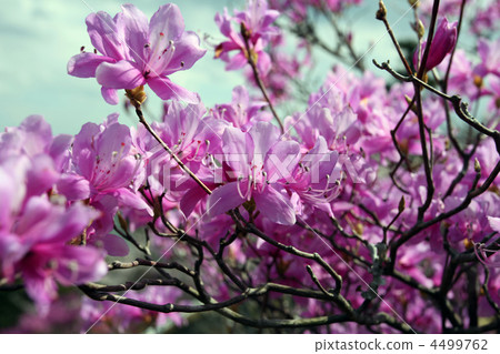 Miyama Azalea 4499762