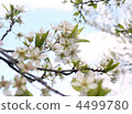 Apricot blossoms in full bloom 4499780